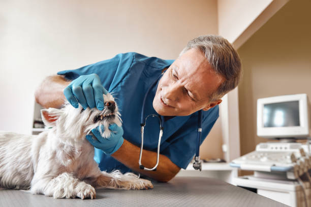 Best Weekend Emergency Dentist in Rotonda, FL